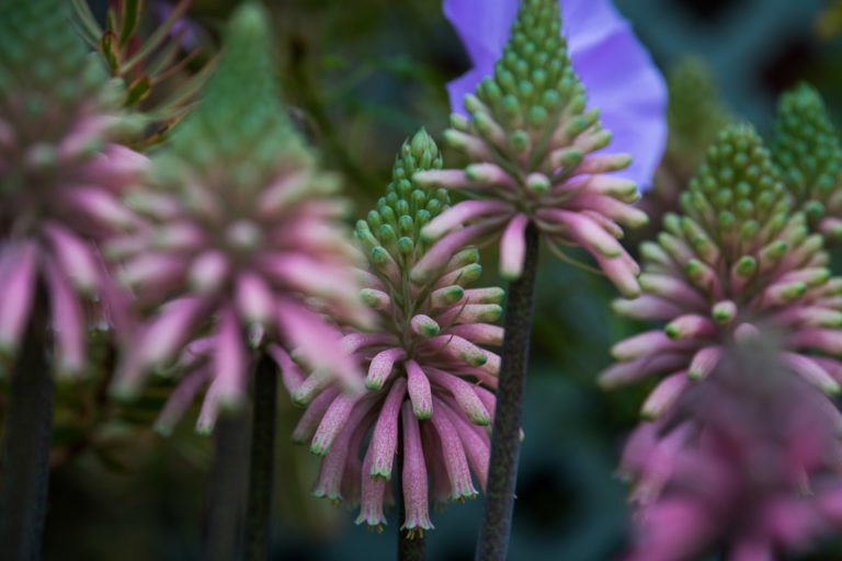 Tubular flower