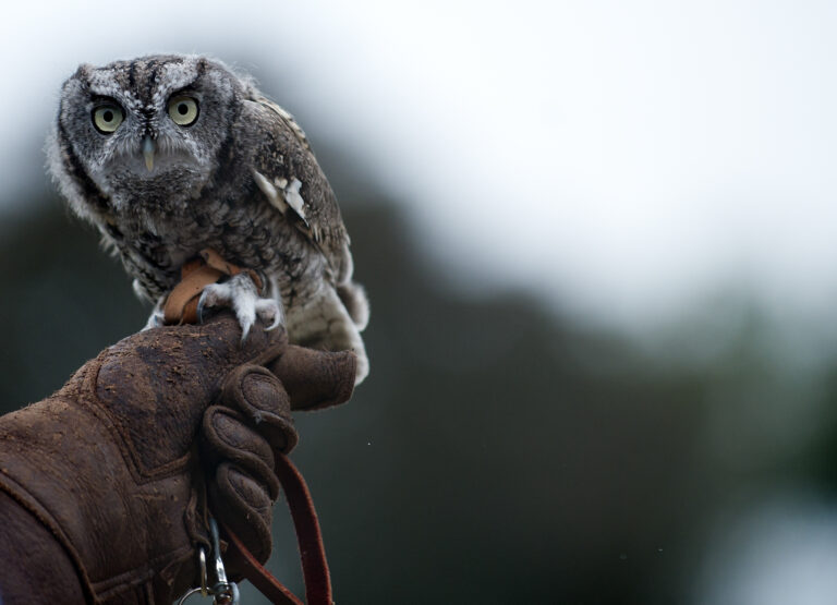 Wave hill Nighthunters An Evening Owl Adventure credit Joshua Bright
