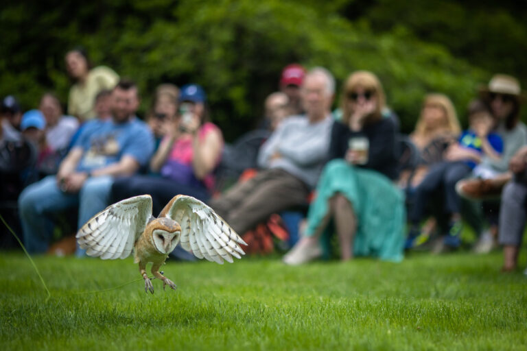 Wave hill Wings Over Wave Hill credit Dave Sanders
