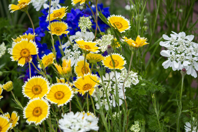 Yellow white purple