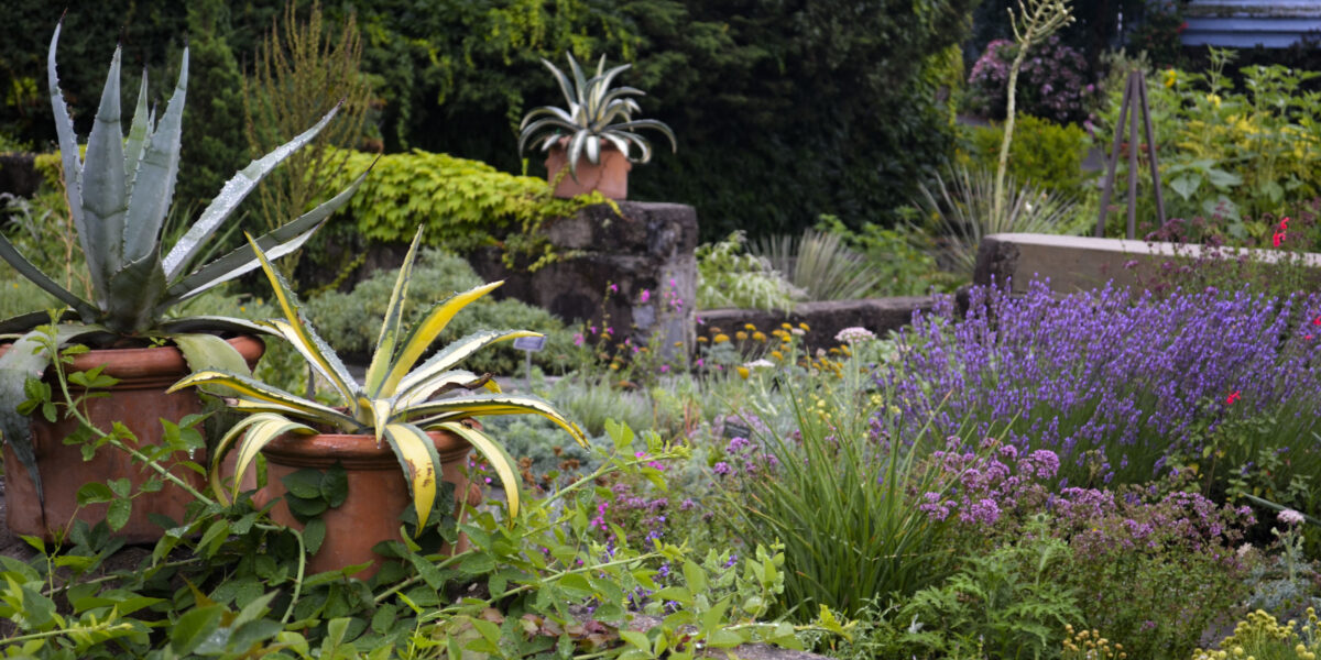 Herb & Dry Gardens - Wave Hill