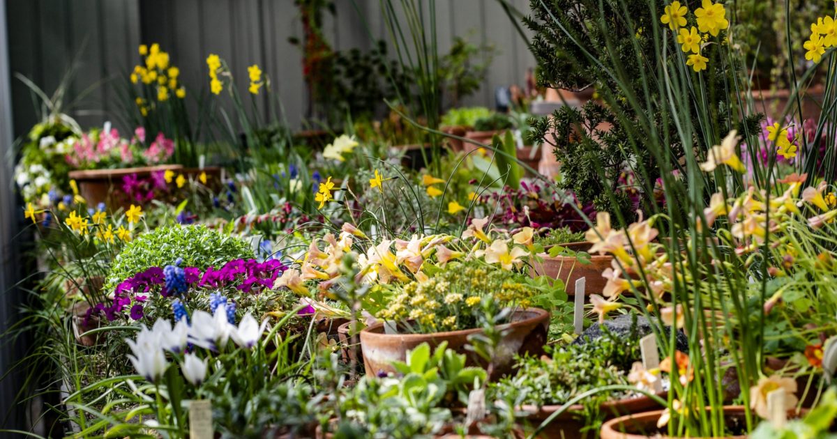 gardens-alpine-garden_Wave-