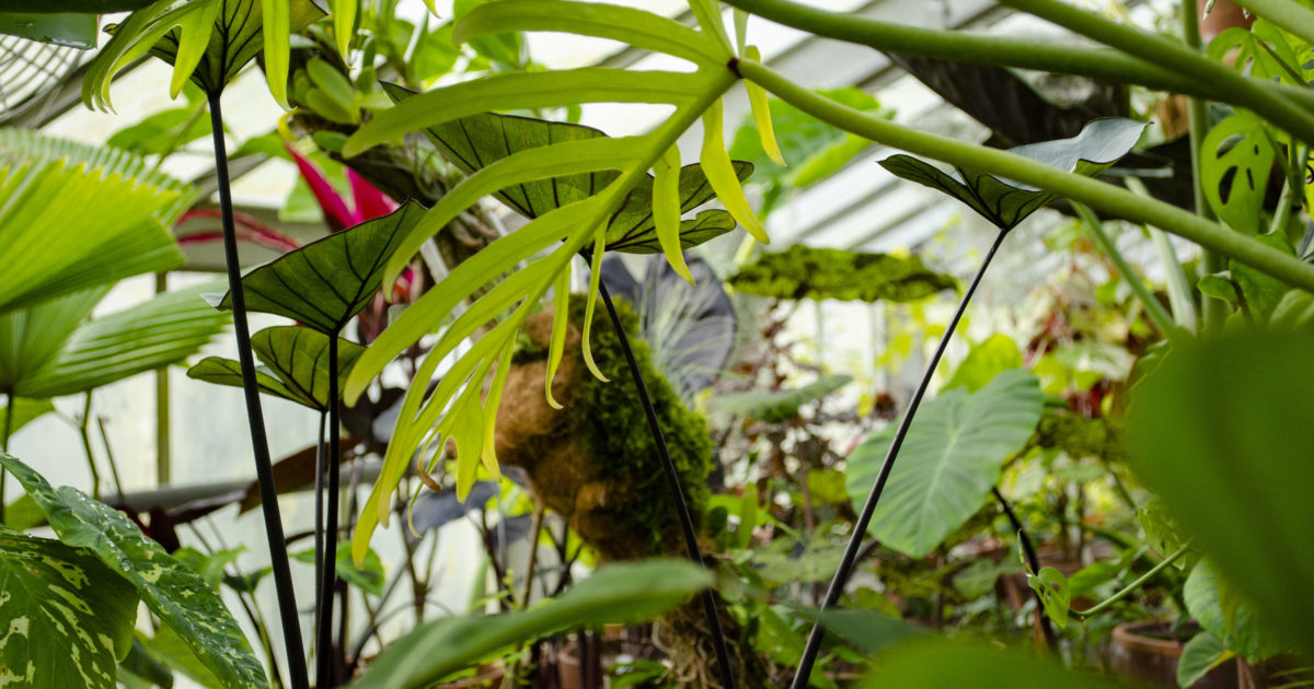 Marco Polo Stufano Conservatory - Wave Hill