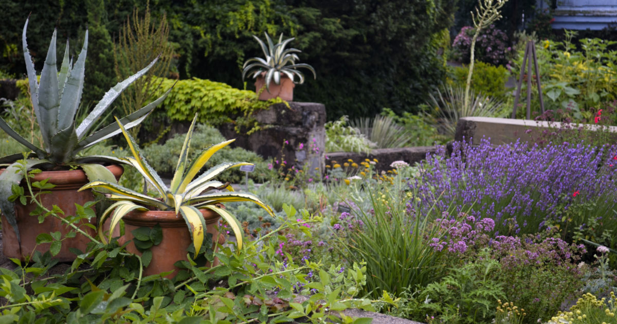 Herb & Dry Gardens - Wave Hill