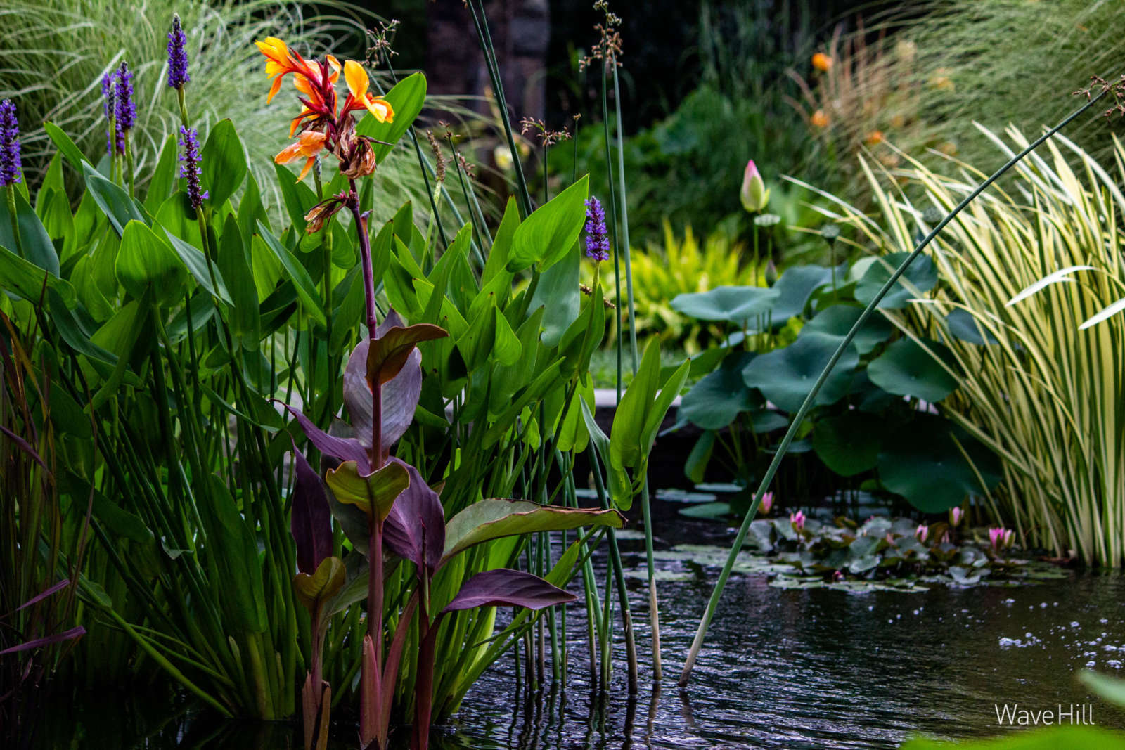 Zoom Backgrounds - Wave Hill