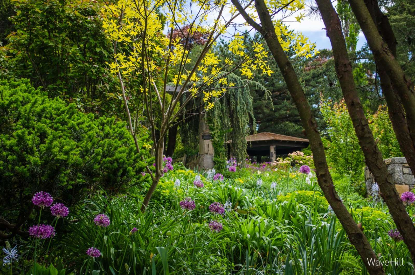 Zoom background images download free jafcharlotte