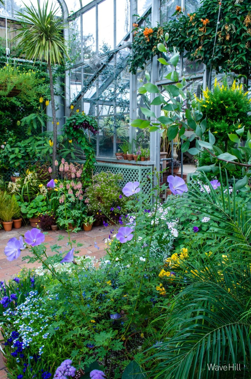 Zoom Backgrounds Wave Hill