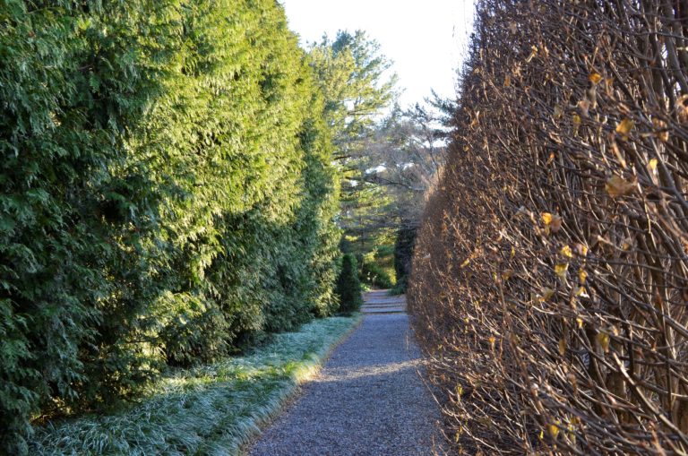 Gardens Aquatic hedges from behind