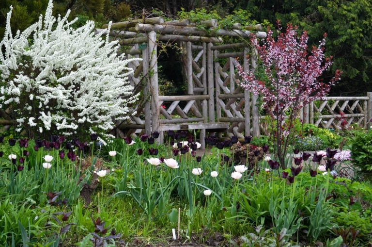 White blooms