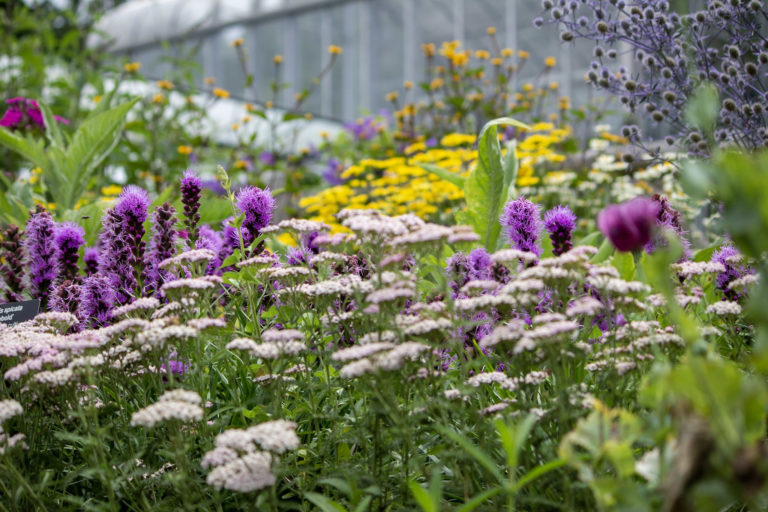 2019 07 03 40191 Wave Hill