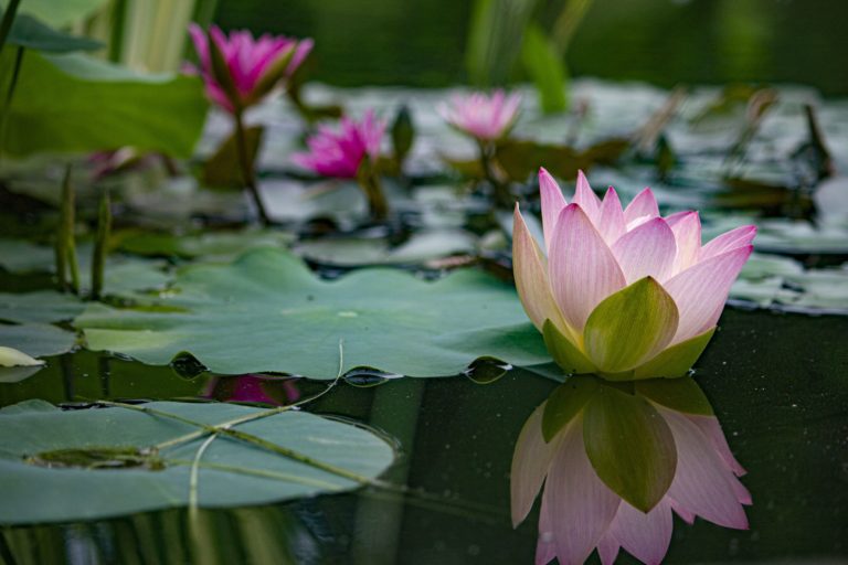 Aquatic Gardenin summer pink lily