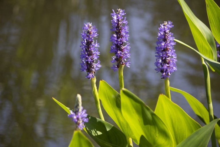 Gardens Aquatic garden in summer purple close up