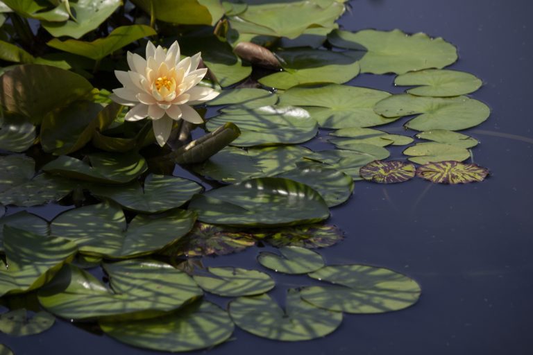 Gardens Aquatic Garden in summer water lily