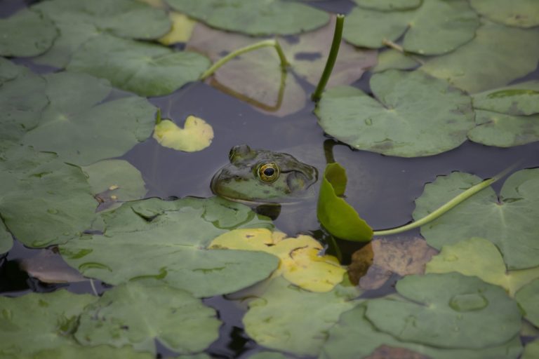 Gardens Aquatic gardenin summer frog