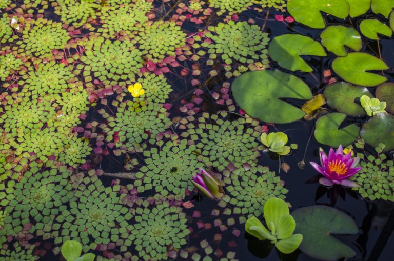 Gardens Aquatic close up plants 5