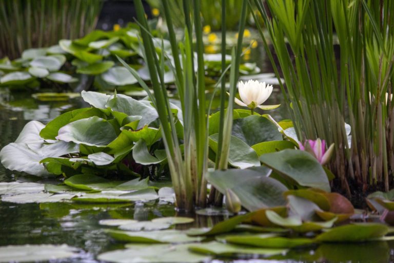 Gardens Aquatic plants close up