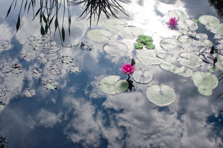 Aquatic Garden 3