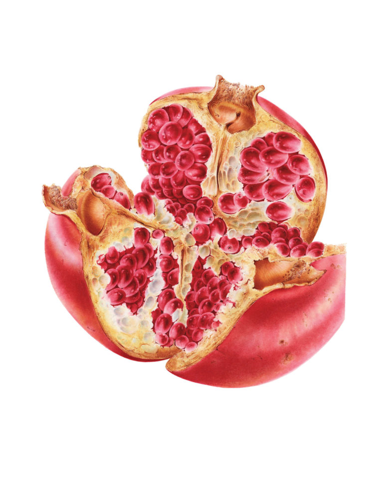 X Pastoriza Pinol pomegranate