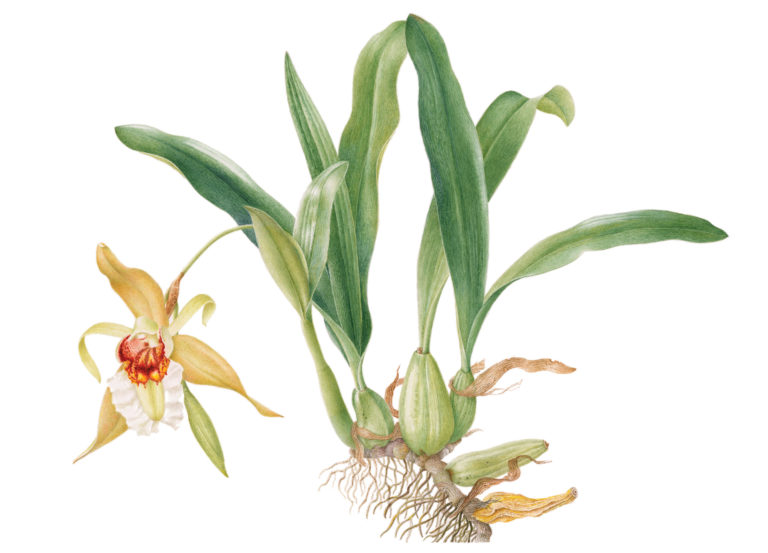 X sanders coelogyne