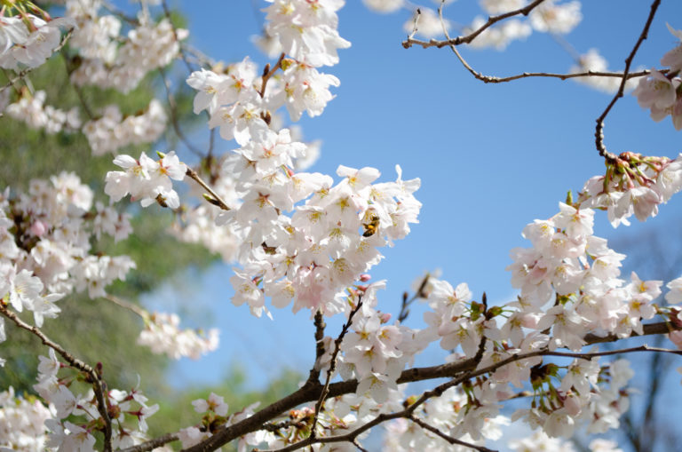 Bee and blossoms