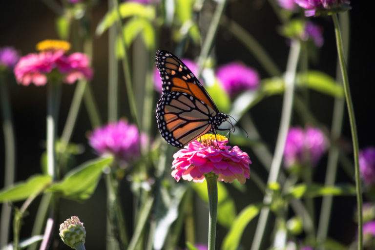 Butterfly on zinia