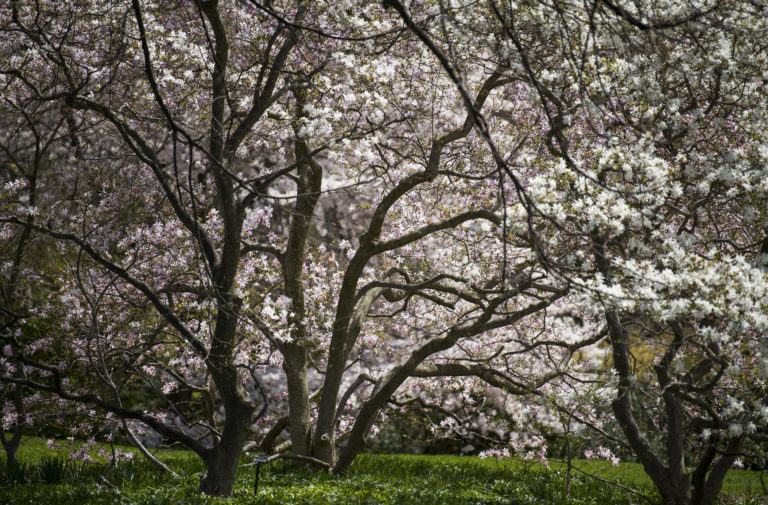 MAGNOLIAS