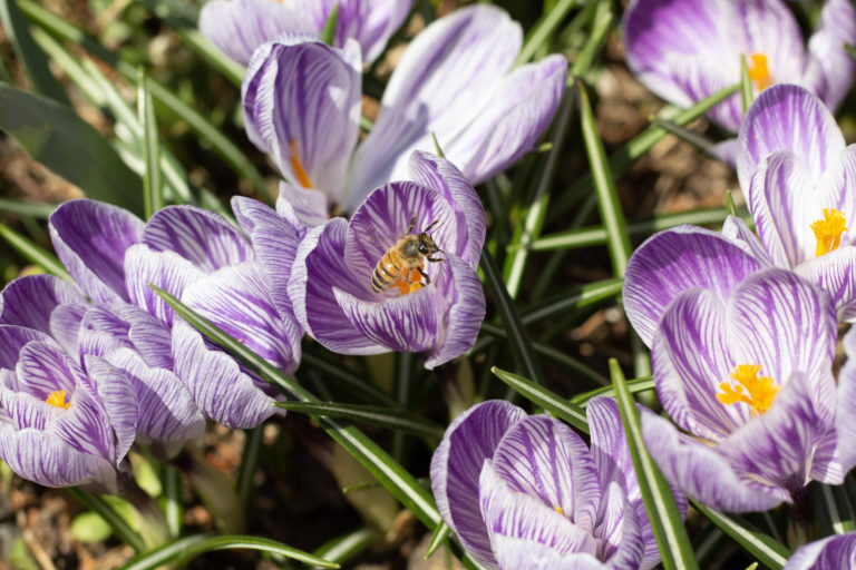 Crocus purple white