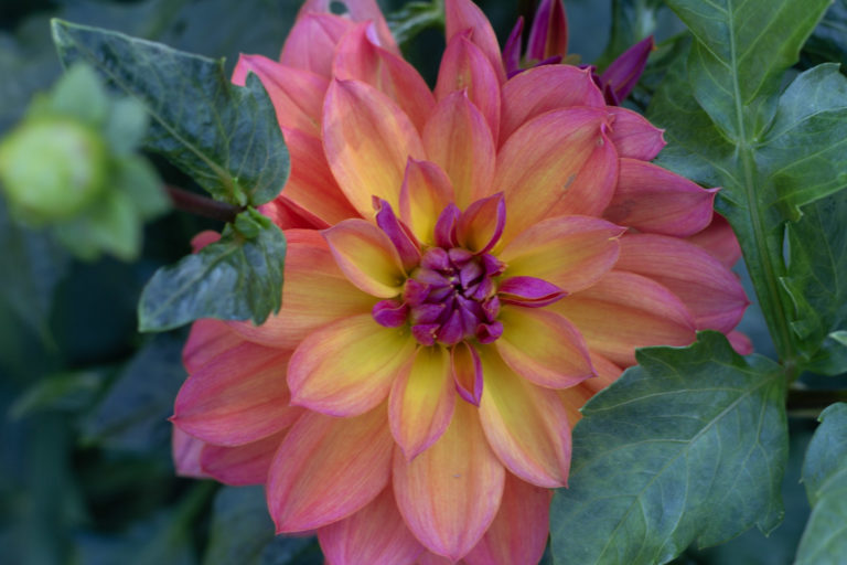 Dahlia