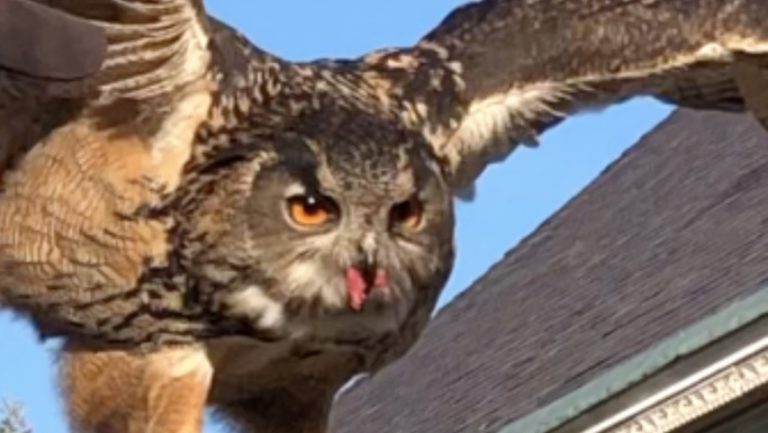 Eagle owl