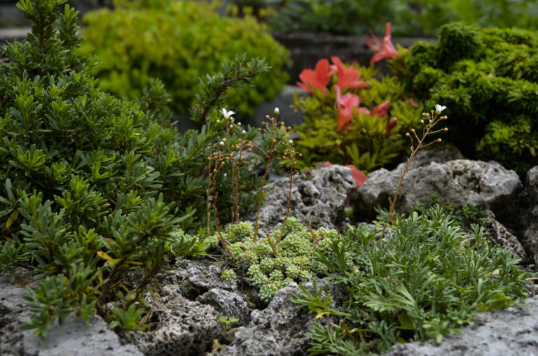 Gardens alpine garden Wave Hill 46