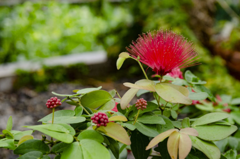 Gardens conservatory Wave Hill 26