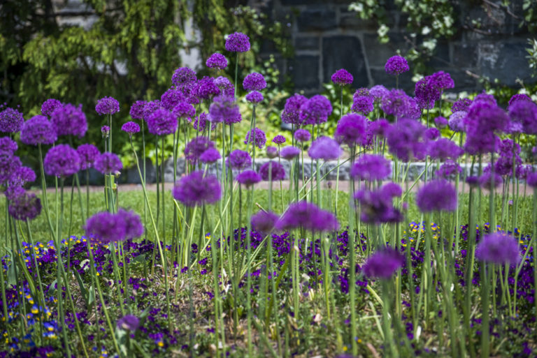 Gardens main paisley Joshua Bright 01