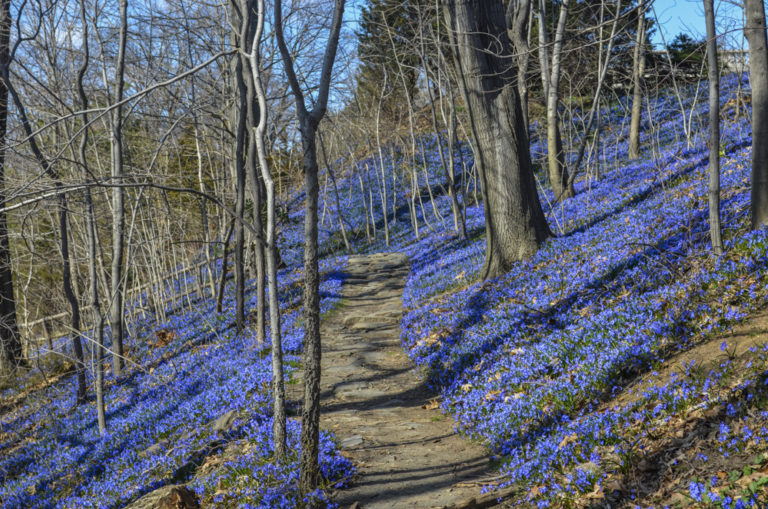 Gardens main woodland Wave Hill 03