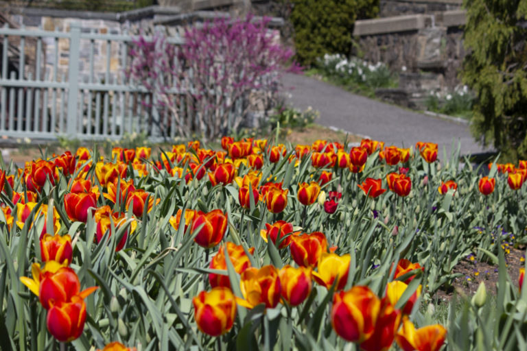 Gardens paisley bed Wave Hill 05