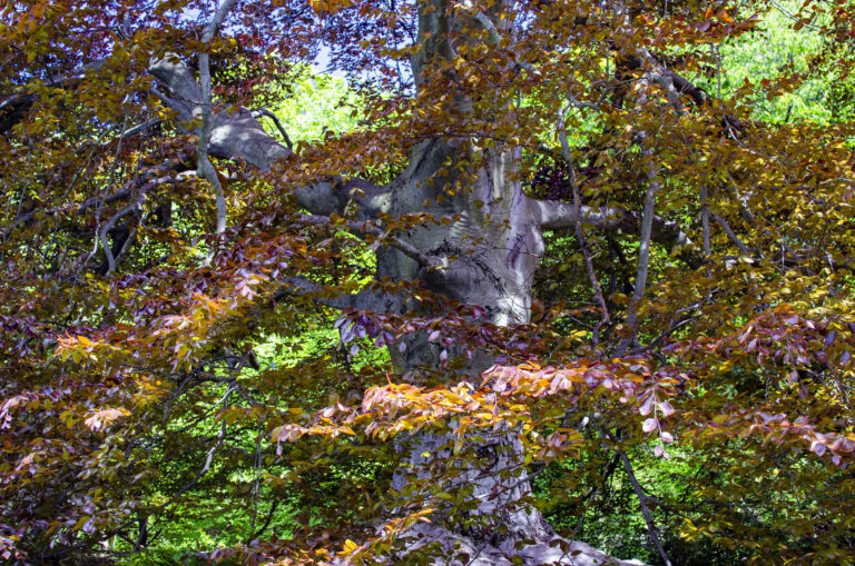 Gardens trees Wave Hill 01