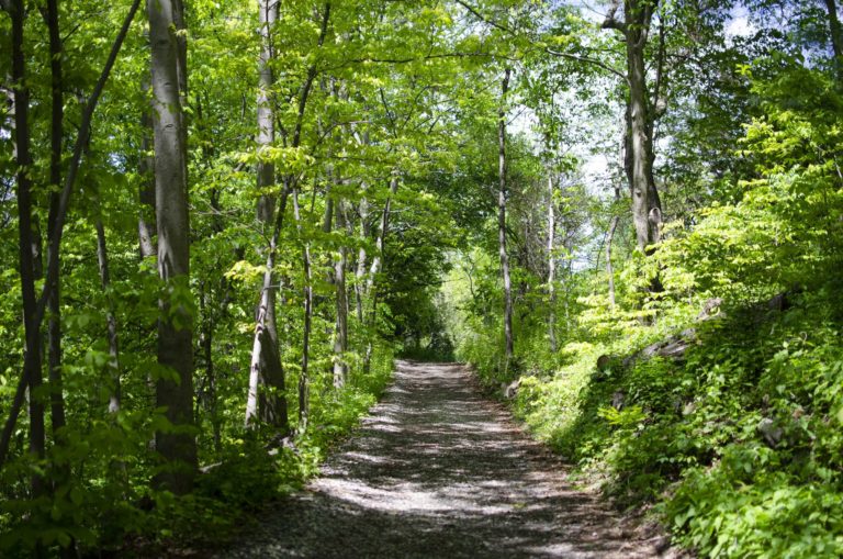 Gardens woodland Wave Hill 01