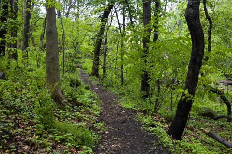 Gardens woodland Wave Hill 39