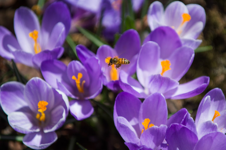Honeybee Woodlands credit Joshua Bright