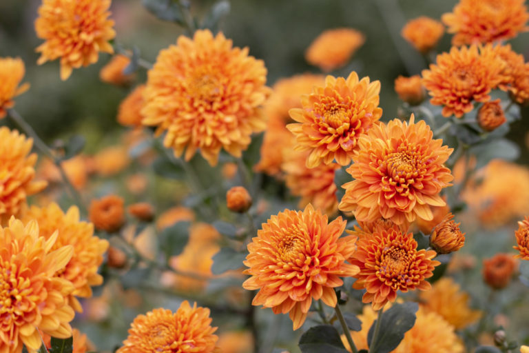 Orange flowers