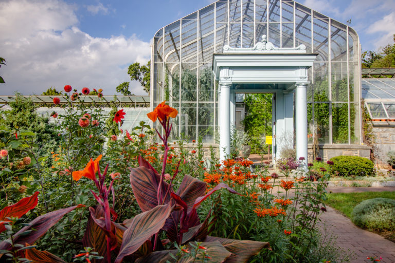 Orange in the flower garden