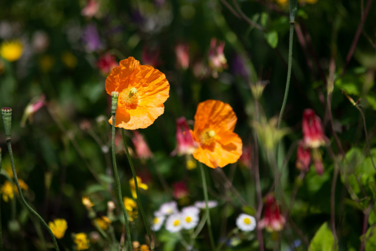 Orange yellow mix