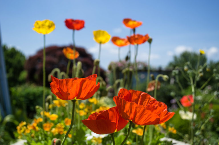 Poppies