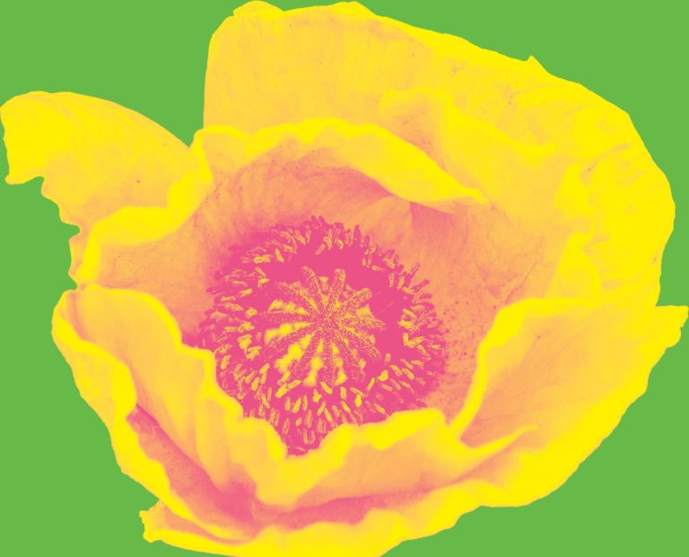 Poppy 12 yellow1