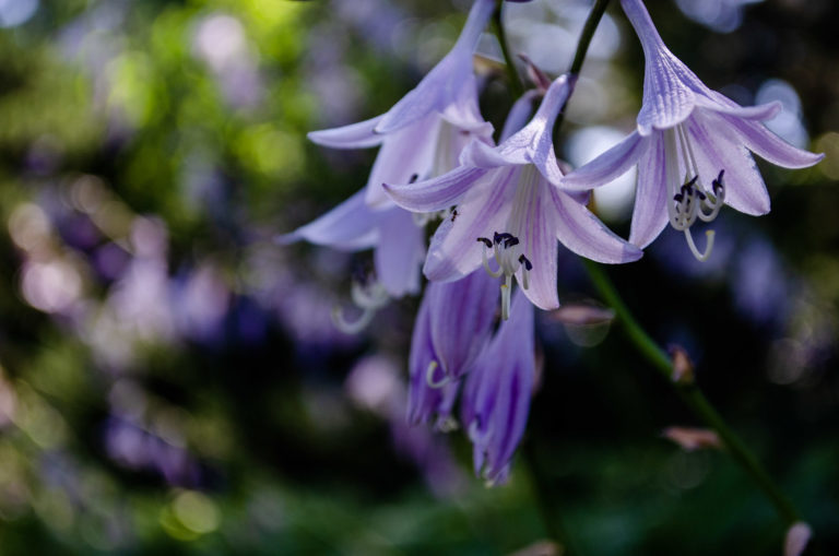 Purple bells