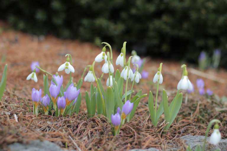 Snowdrops crocus