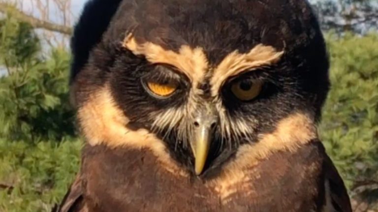Spectacled owl 210127 204114