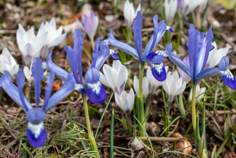 Spring flowers
