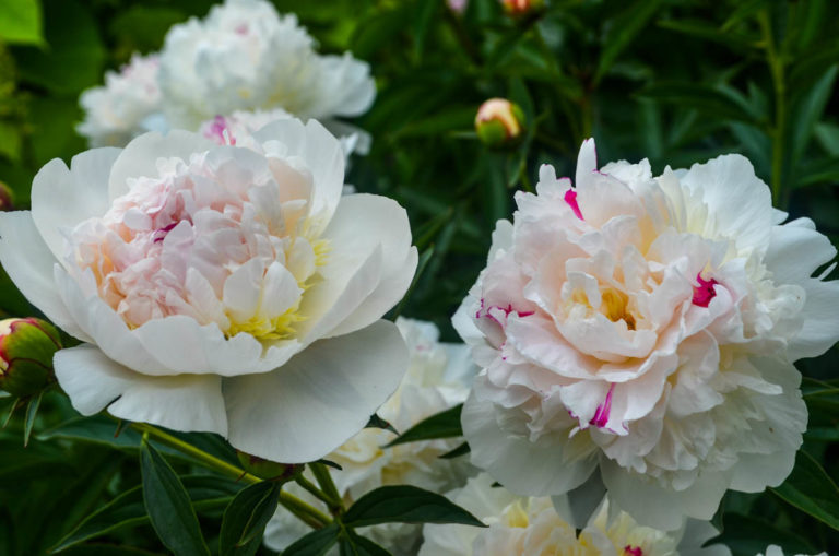 Spring seasonal guide Flower Garden credit Wave Hill 3