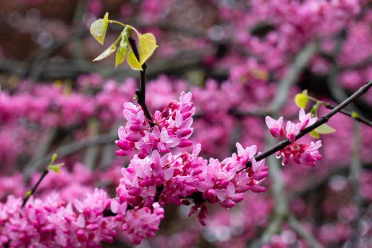 Spring seasonal guide Grounds credit Wave Hill 2