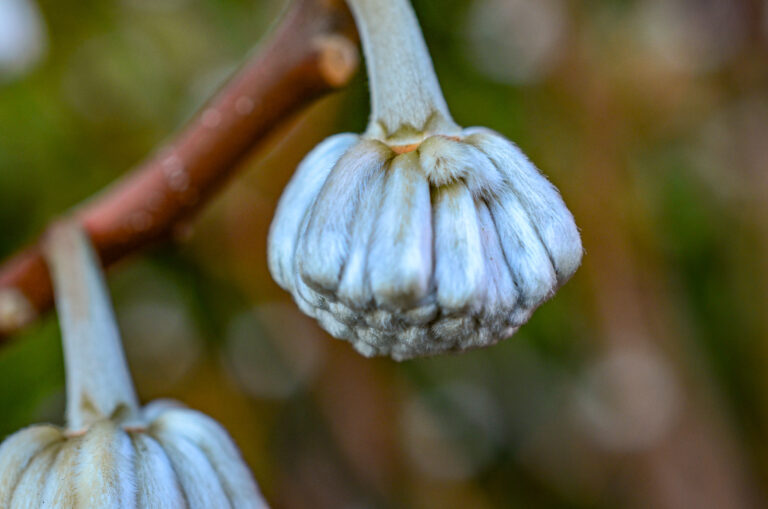 Wave hill untitled credit Jess Brey